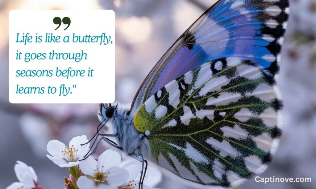 Butterfly Quotes About Life